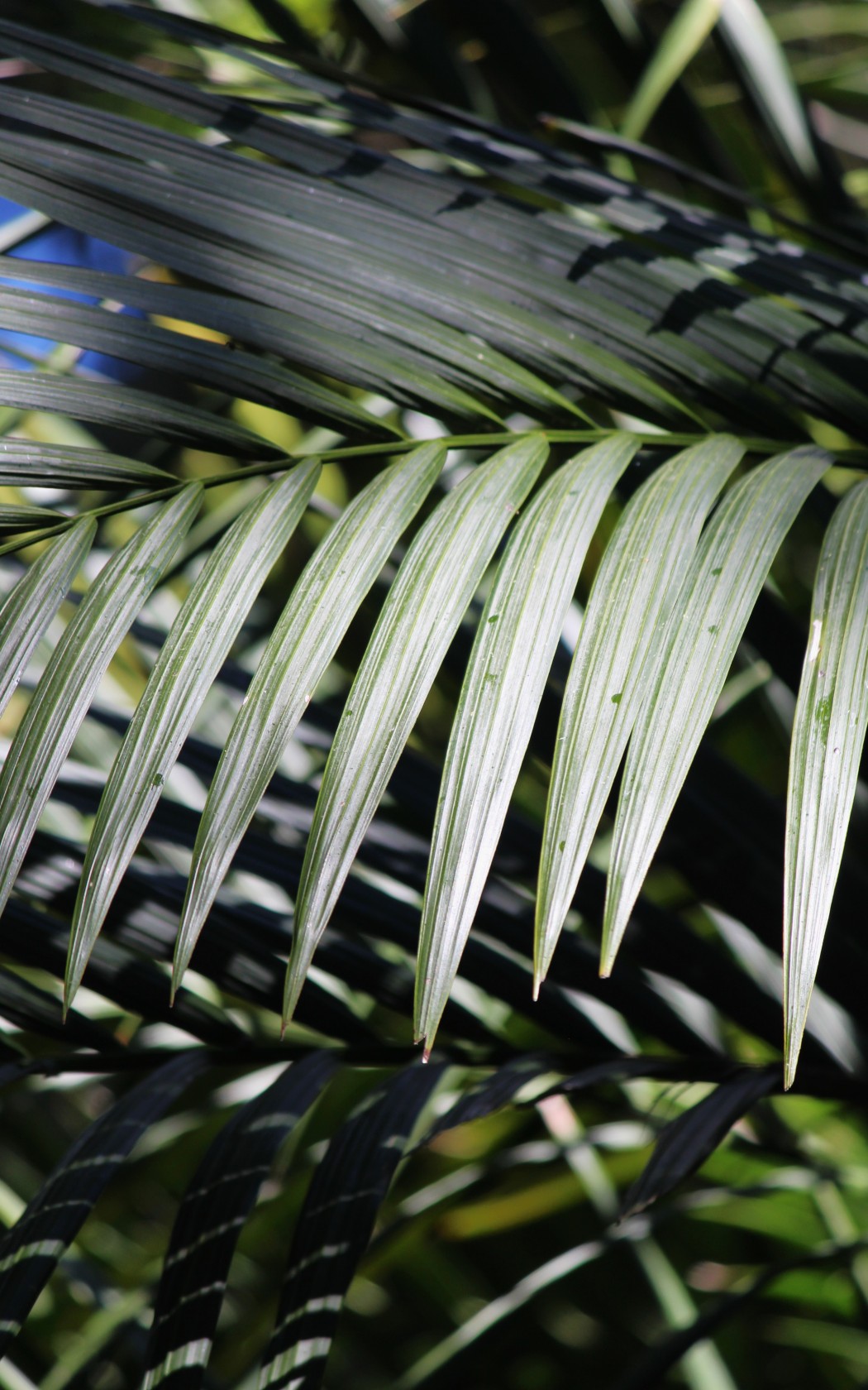 Frond_front